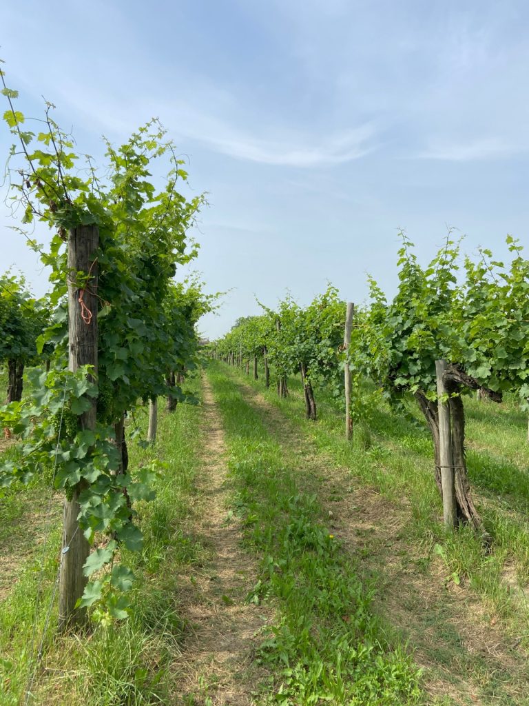 vino; enoturismo italiano; vigneti; visite in cantina